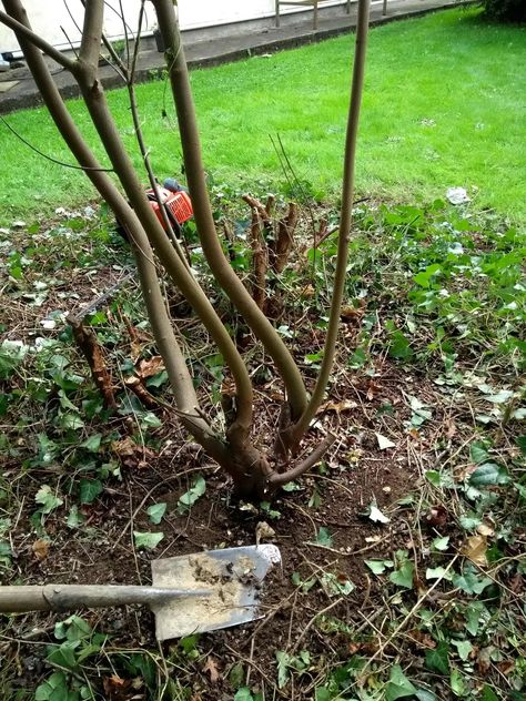 How to Remove a Tree Stump Easily (Without Chemicals) - Dengarden How To Remove A Tree Stump, How To Remove Tree Stumps Fast, How To Get Rid Of Tree Stumps Fast, Tree Stump Removal Diy, How To Kill A Tree Stump Fast, Stump Out, Removing Tree Stumps, Big Bush, Short Trees