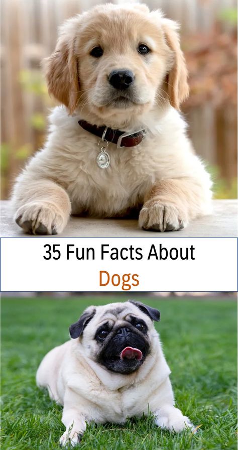 Over 35 amazing facts about dogs including 10 amazing facts about dogs especially for kids, plus learn more about where they live, what they eat, what they do, and so much more! #funfacts #dogs Things To Know About Dogs, Dog Quizzes, What Dog Should I Get Quiz, Great Dane Names, Fun Facts About Dogs, Boxer Dogs Facts, Tallest Dog, Dog Anatomy, What Dogs