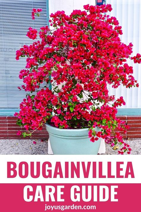 Potted Buganvilla, Potted Bougainvillea Patio, Bourgainvilier Flower, Bugambilia Garden Ideas, Boganvila Plant, Bouganvilla Landscaping, Buganvilla Ideas Yards, Bogenvilla Plant, Colorful Pots For Plants