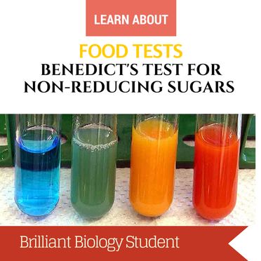 Food Tests - Benedict's Test for Reducing Sugar How To Study For A Biology Test, All Food Must Go To The Lab For Testing, Teas Test Cheat Sheet Science, Salt Analysis Chemistry, Food Tests Biology, Biology Teaching, Biology Student, Metabolic Disorders, Lab Report