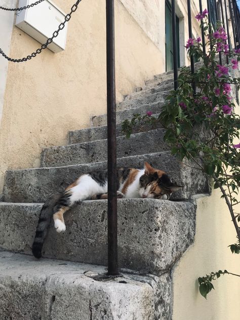 Summer Mamma Mia, Croatian Summer, Croatian Style, Croatia Aesthetic, Summer Cats, Beach Inspo, Dubrovnik Croatia, Croatia Travel, Europe Summer