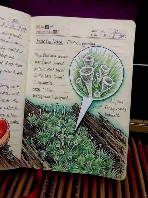 Pixie Cup Lichen, Botanical Sketchbook, Field Journal, Plant Journal, Nature Sketch, Art Diary, Scientific Illustration, Journal Aesthetic, Creative Journal