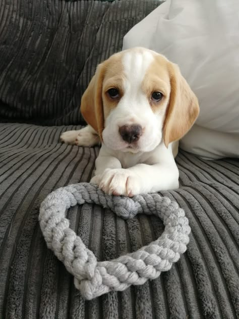 Lemon Beagle Puppy, Beagle Pups, White Beagle, Lemon Beagle, Beagle Dogs, Cute Beagles, Beagle Puppy, Beagle Dog