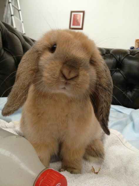 Holland Lop Bunny, Lop Bunnies, Funny Bunny Videos, Holland Lop Bunnies, Lop Bunny, Lop Eared Bunny, Floppy Eared Bunny, Pet Bunny Rabbits, Mini Lop