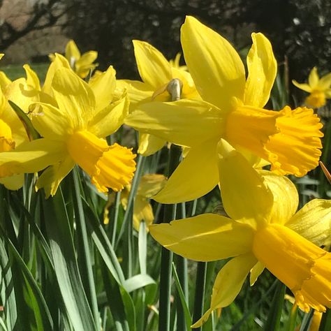 Yellow daffodils Yellow Daffodils Aesthetic, Daffodil Flower Aesthetic, Daffodil Aesthetic, Daffodils Aesthetic, Yellow Flowers Aesthetic, Flowers Daffodils, Yellow Core, Aesthetic Spring, Yellow Daffodils