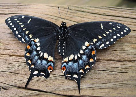 swallowtail Black Swallow Tail Butterfly, Pipeline Swallowtail Butterfly, Eastern Black Swallowtail Butterfly, Black Swallowtail Butterfly Tattoo, Swallowtail Caterpillar, Black Swallowtail Butterfly, Caterpillar Butterfly, Black Swallowtail, Carrot Greens