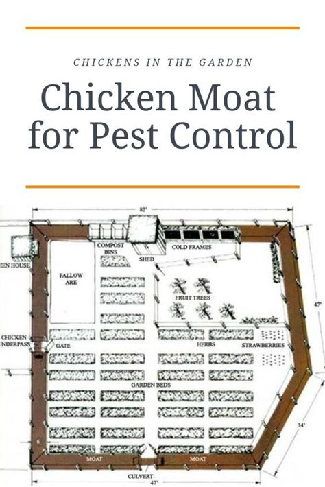 Chicken Moat, Chickens In The Garden, Backyard Chicken Farming, Homestead Gardens, Chicken Garden, Chicken Coop Plans, Mini Farm, Backyard Chicken Coops, Backyard Farming