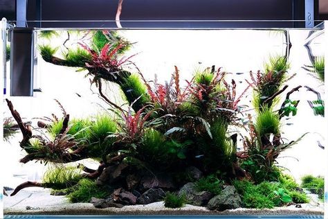 Low Tech Aquascape, Nature Aquascape, Homemade Plant Food, Takashi Amano, Aqua Scaping, Plants For Beginners, Nature Tank, Artificial Aquarium, Aquascape Design