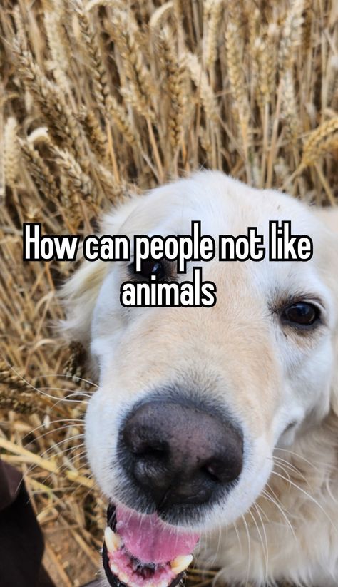 Whispering Angel, Whisper App, Relatable Whispers, Hollywood Actors, Careless Whisper, Like Animals, Funny Animal Memes, Golden Retrievers, Whisper Confessions