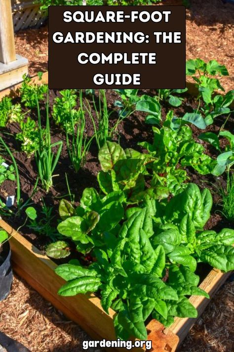 Ready to maximize your garden space with square-foot gardening? Get all the tips and tricks you need in this complete guide to square-foot gardening! Square Foot Gardening Spacing, Cottage Core Recipes, Square Foot Gardening Plans, Square Foot Gardening Layout, Crunchy Life, Gardening Layout, Gardening In Small Spaces, Square Foot Garden, Garden Bed Layout