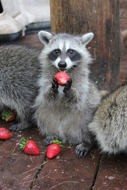 Raccoon Holding Something, Strawberry Raccoon, Raccoon Eating, Trash Pandas, Pet Raccoon, Wire Fox Terrier, Cute Raccoon, Raccoon Funny, Trash Panda