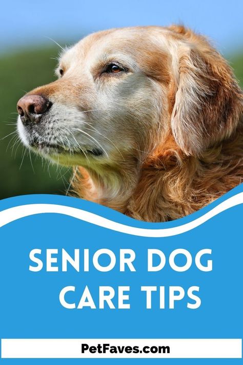 How To Take Care Of A Dog, Elderly Dog Care Tips, How To Take Care Of A Dog Tips, Senior Dog Care, Senior Dog Bucket List, Senior Dog Care Tips, Senior Dogs Care, Elderly Dogs, Dog Ages