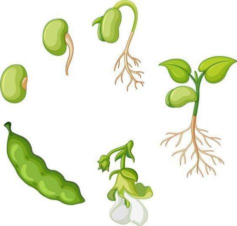 Bean Plant Life Cycle, Planting Beans, دورة حياة النبات, Bean Illustration, Seed Illustration, Planting Sunflowers, Bean Plant, Plant Life Cycle, Plant Vector