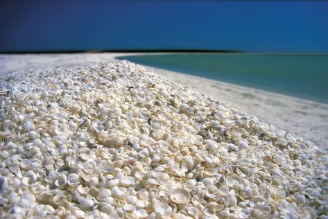 Beach Love, Shell Beach, Beach Australia, Palau, Bougainvillea, Great Barrier Reef, Future Travel, Vacation Places, Vanuatu