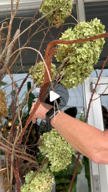 The Nested Fig Garden (Formerly Roots Greenville) on Instagram: "It was time to redo our containers out front! Jennifer dried these hydrangeas and then got to work arranging them along the branches! We love the way they turned out. 🤩🙌🏼" Dry Hydrangea Arrangements, Drying Hydrangeas, Hydrangea Arrangements, Dried Hydrangeas, Ashley Home, So Many People, Hydrangea, Fig, Terrace