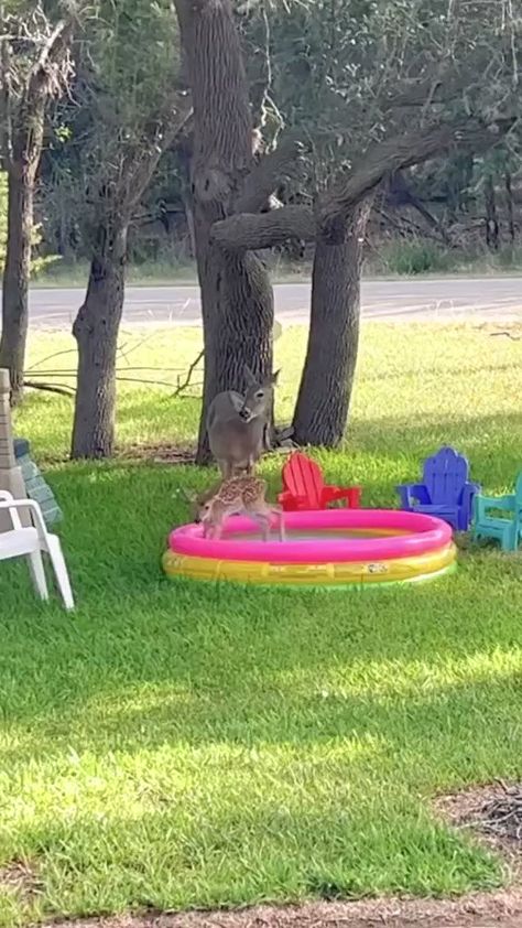 𝕐o̴g̴ on X: "Baby deer having so much fun in the kiddie pool..🦌⛲😍 https://t.co/JKTZJllIFT" / X Cat Memes Wallpaper, Animal Antics, Silly Animals, Cute Wild Animals, Cute Animal Videos, Cute Creatures, Sweet Animals, Funny Animal Pictures, Cute Little Animals