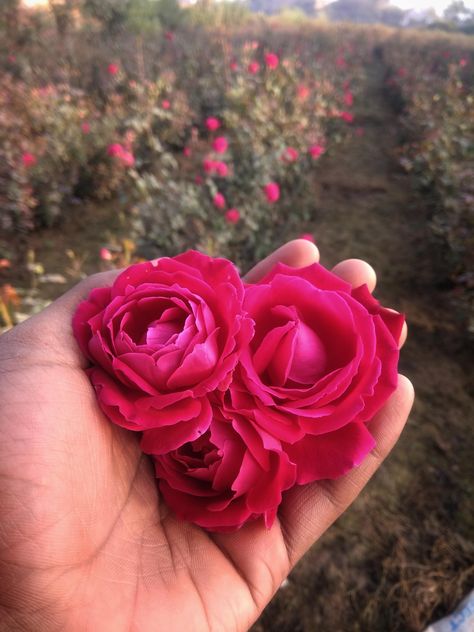 Rose farming at my village. Indian Rose(Desi Rose). Village Indian, Homemade Rose Water, Healing Acne, Rose Pic, India Rose, Musk Rose, Rose Gardening, Indian Rose, Boiled Water