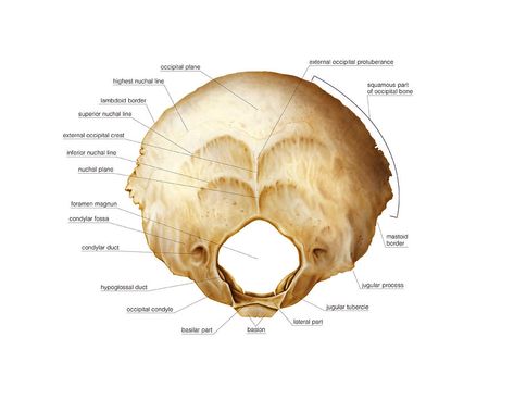 Occipital Bone Anatomy, Anatomy Revision, Foramen Magnum, Occipital Bone, Brain System, Skull Anatomy, Forensic Anthropology, Skeleton Anatomy, Human Spine