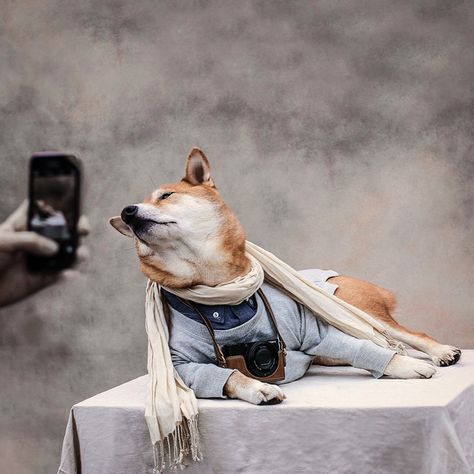 This Agency Is Tapping Dogs, Cats and Even Pigs as Its New Network of Influencers Dog Influencer, Menswear Dog, Influencer Tips, Hipster Dog, Dog Branding, Ellis Island, Pet Photographer, Dog Hacks, Instagram Dogs