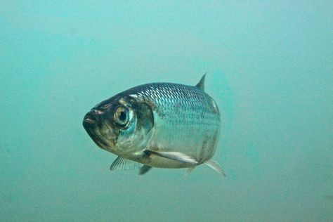 Herring - Sea Iceland