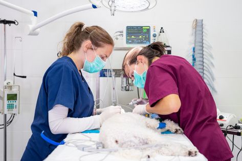 Dental Extraction, Veterinary Services, Dog Cleaning, Vet Clinics, Veterinary Clinic, Veterinary Medicine, Service Animal, Animal Hospital, Teeth Cleaning