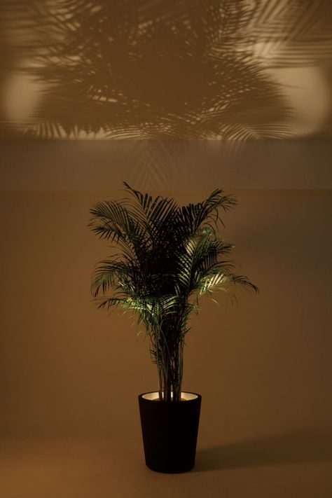 Artificial Plants With Lights, Indoor Plant With Lights, Indoor Garden Lighting, Plant Spotlight Indoor, Planter Lights Flower Pots, Plants Lighting Indoor, Plant And Lamp In Corner, Plant Lighting Indoor, Plant Uplighting