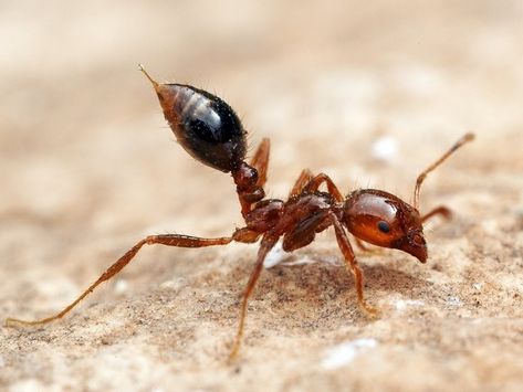 Fire ants are several species of ants in the genus Solenopsis. They are, however, only a minority in the genus, which includes over 200 species of Solenopsis worldwide. Solenopsis are stinging ants, and most of their common names reflect this, for example, ginger ants and tropical fire ants. Poisonous Insects, Omnivorous Animals, Wood Ants, Types Of Ants, Ant Bites, Queen Ant, Ant Species, Ant Problem, Ants In House