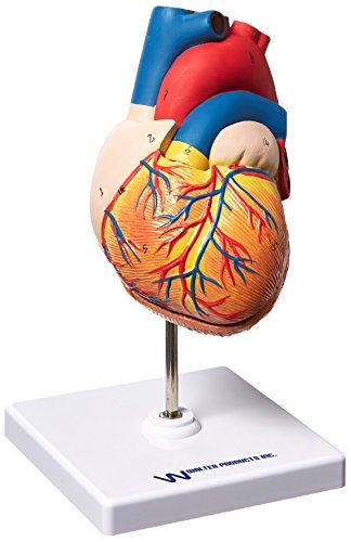 Valentine Stem Activities, Valentine Stem, Anatomical Study, Heart Structure, Heart Model, Heart 3d, Alex Toys, Parts Of The Heart, Diy Heart