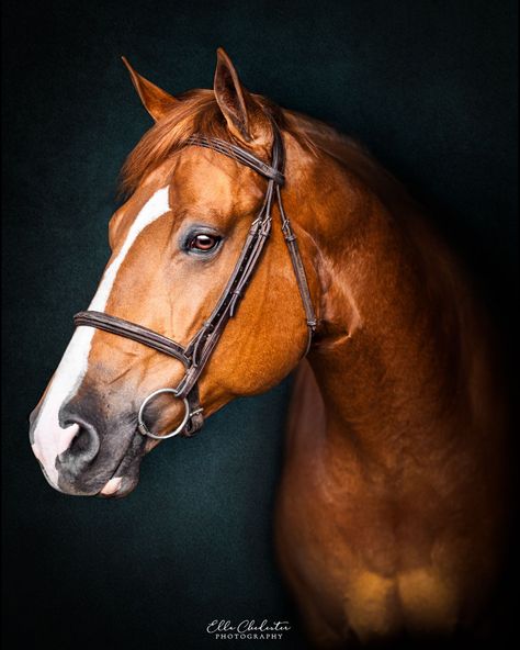 Warren // Fine Art Equine Photo Session in Newberg, Oregon // Ella Chedester Photography // Oregon Equine & Pet Photographer Animal Portrait Photography, Animal Portraits Photography, Horse Art Photography, Horse Portrait Photography, Horses Photos, Pet Portraits Photography, Newberg Oregon, Equine Portraits, Horse Photo