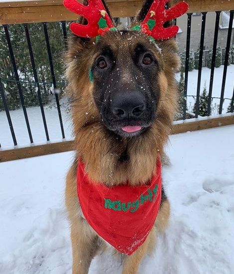 Have you chosen your Christmas costume yet? These German Shepherd Dogs have and they look so fabulous and festive. #christmas #german #shepherd #dogs #costume #outfit Dogs Christmas Outfit, Christmas Funny Pictures, Dog Christmas Costume, Emo Christmas, Christmas German Shepherd, German Shepherd Christmas, Dog Christmas Photos, Dog Christmas Pictures, Reindeer Dog