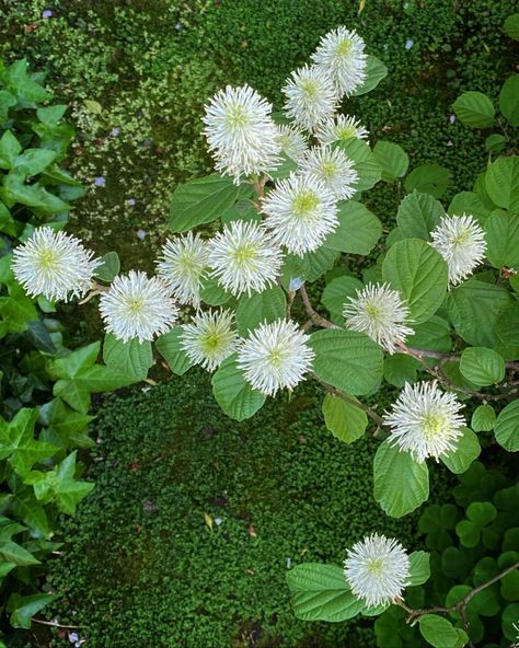 Curtis Steiner on Instagram: “Flowering Fothergilla from above in my shade garden. The show will go on in the fall when this plant’s foliage will burst into coral and…” Rabbit Fence, Low Maintenance Shrubs, Shade Loving Perennials, Burning Bush, Foundation Planting, Plant Guide, Peat Moss, Flowering Shrubs, Plant Species