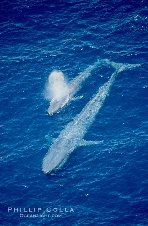 Two blue whales, a mother and her calf, swim through the open ocean in this aerial photograph. Balaenoptera musculus photograph. Blue Whale Pictures, Whale Mother And Calf, Whale Pictures, Great Whale, Whale Drawing, Whale Stuffed Animal, Whale Illustration, Whale Painting, Blue Whales