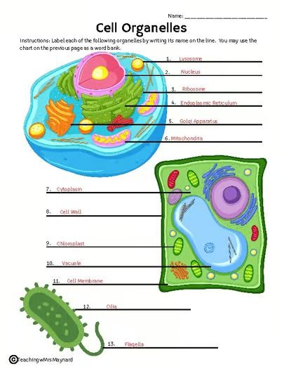 CELL ORGANELLES - Matching Descriptions - Labeling Plant and Animal Cells Cell Organelles Activities, Animal Cells, Plant And Animal Cells, Cell Organelles, Animal Cell, Structure And Function, The Cell, Product Description, Key