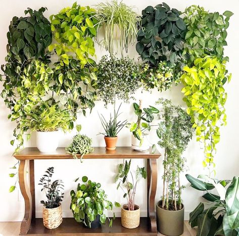 WallyGrow on Instagram: “HUGE flash sale going right now to satisfy your HUGE plant wishlist! Get access to the sale by clicking the link in our bio, we will send…” Plant Wishlist, My Plant, Big Plants, Plant Wall, Growing Plants, Plant Lover, Plant Decor, My Husband, Too Much