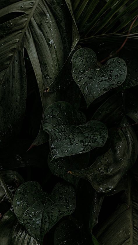 Dark Leaves Background, Dark Plant Aesthetic Wallpaper, Dark Greenery Aesthetic, Greenery Aesthetic Wallpaper, Dark Plant Aesthetic, Dark Green Aesthetic Wallpaper, Greenery Aesthetic, Greenery Wallpaper, Carcase Iphone