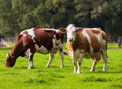 Pretty Cows, Cows In A Field, Bruce Lee Pictures, Android Wallpaper Blue, Cow Shed, Animal Agriculture, Cow Pictures, Animals Friendship, Pet Day