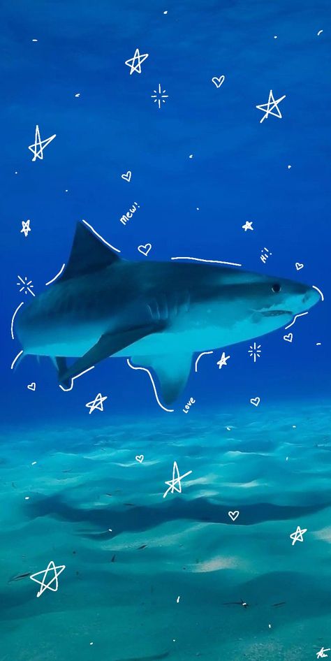 Sharks Cute Wallpaper, Cute Shark Wallpaper Iphone Wallpapers, Shark Background Wallpapers, Blue Shark Wallpaper, Shark Desktop Wallpaper, Great White Shark Wallpaper, Cute Great White Shark, Shark Iphone Wallpaper, Shark Aesthetic Wallpaper