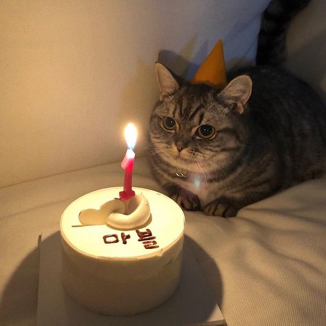 Gatos Cool, Cat Birthday, Cat Aesthetic, Silly Cats, Cute Creatures, Pretty Cats, Tabby Cat, 귀여운 동물