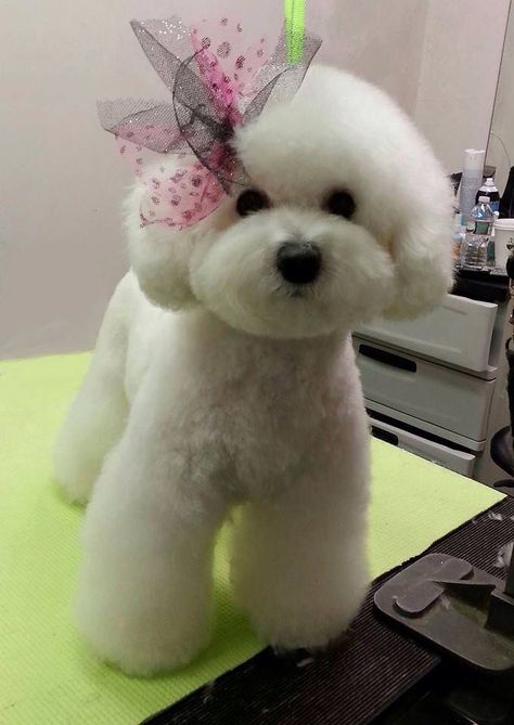 Olga Zabelinskaya grooms so beautifully. Bichon Frise Haircut Styles, Groomed Dogs, Asian Dogs, Grooming Ideas, Poodle Haircut, Poodle Cuts, Creative Grooming, Puppy Cut, Poodle Grooming