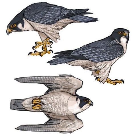 Peregrine Falcon Drawing, Peregrine Falcon Art, Falcon Peregrine, Falcon Drawing, Falcon Art, Animal Illustration Art, Peregrine Falcon, Animated Animals, Paper Birds