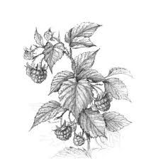 463 Blackberry Bushes Drawing Stock Photos, Pictures & Royalty-Free Images - iStock Bushes Drawing, Raspberry Branch, Bush Drawing, Blackberry Bushes, Cherry Branch, Sketch Icon, Fruit Illustration, Vector Sketch, Antique Illustration