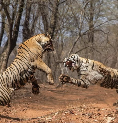 Snow Leopard Habitat, Ranthambore National Park, Tiger Facts, Two Tigers, Tiger Attack, Asiatic Lion, African Leopard, Clouded Leopard, Tiger Pictures