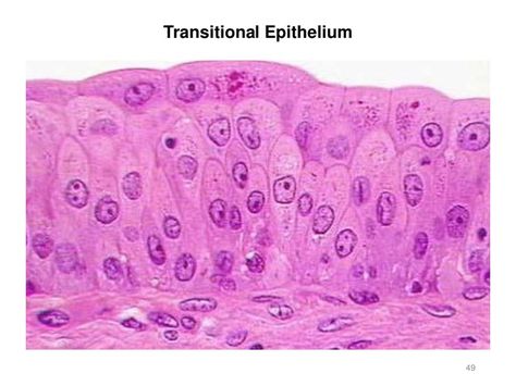 Transitional Epithelium 49 ... Transitional Epithelium, Histology Slides, My Future Job, Future Jobs, Med School, Tapestry