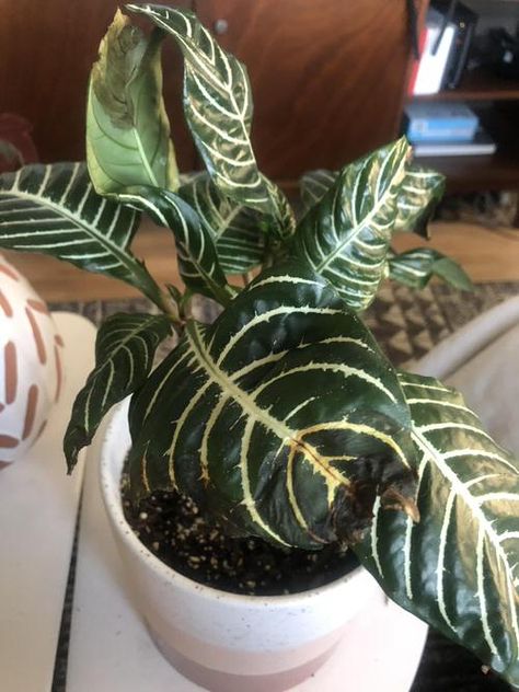 Zebra Plant Care, Zebra Plant Propagation, Plant Leaves Turning Brown, Zebra Plant, Household Plants, Propagating Succulents, Plant Lighting, All About Plants, Propagating Plants