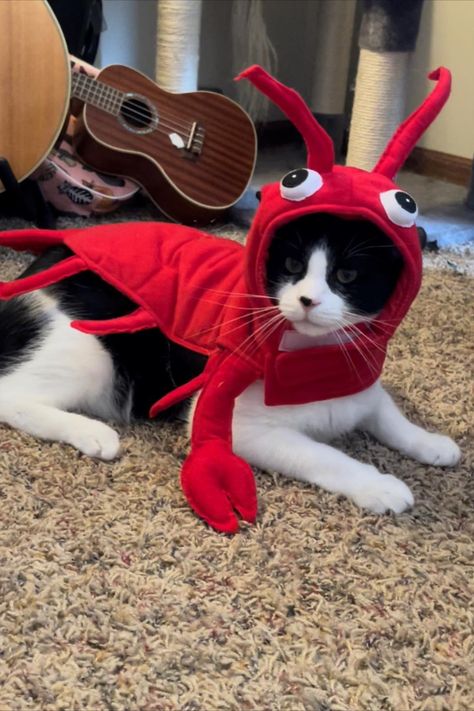 Click link to shop this cat lobster costume on Amazon Halloween Unique Costumes, Dogs 1st Birthday, Halloween Costume For Cats, Yeti Costume, Animals In Costumes, Cat In Costume, Kittens In Costumes, Cat Halloween Costume Pet, Cats In Costumes