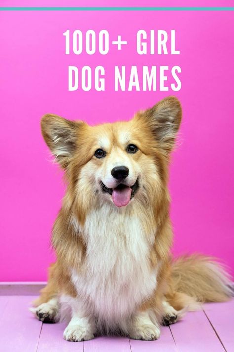 Girl Dog Names -- Over 1,000 classic female dog names Old Fashioned Female Names, Southern Dog Names, Girl Pet Names, Old Fashioned Names, Girl Dog Names, Female Dog Names, Classic Names, Female Names, Dog Pin