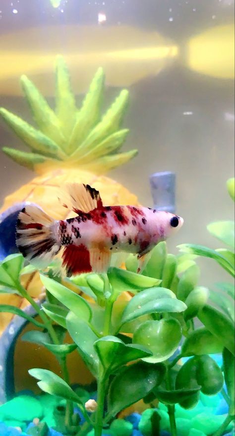 Koi Betta, Betta Fish, Koi, Fish Pet, Fish, Animals