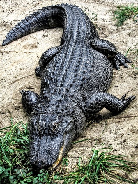 Crocodile Animal, Regnul Animal, American Alligator, Endangered Animals, Komodo, Crocodiles, University Of Florida, Reptiles And Amphibians, Gecko