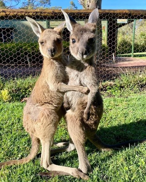 Kangaroo Baby, Australia Animals, Animal Print Wallpaper, Funny Animal Photos, Pretty Animals, Cute Animal Pictures, Animal Tattoos, Animal Quotes, Animal Photo