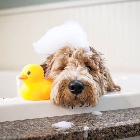 Bubble Bath Photography, Funny Looking Dogs, Relaxing Bubble Bath, Pet Advertising, Bath Photography, Pet Spa, Dog Salon, Dog Photoshoot, Pet Shampoo